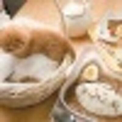 柏の猫カフェ猫の手 22nekote Twitter
