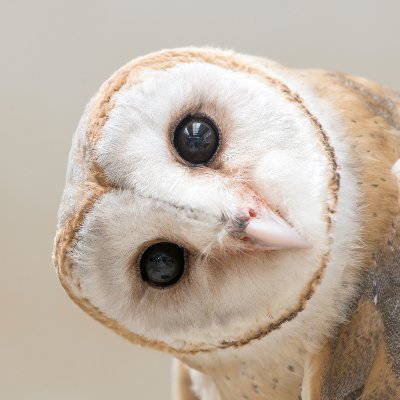 室町時代から江戸時代の日本で、大名や領主に仕え、また独立して諜報活動、破壊活動、浸透戦術、謀術、暗殺などを仕事としていたとされる。