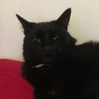gasman - (@cwoollard1) 's Twitter Profile