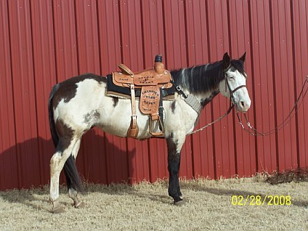 Horses for sale!! Classifieds FREE picture ads for 180 days! Sell your horse today...