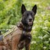 TAMUPD_K9Jackie (@tk9jackie) Twitter profile photo TAMUPD_K9Jackie (@tk9jackie) Twitter profile photo