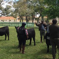 Cabaña San Jose (@sanjose_angus) 's Twitter Profile