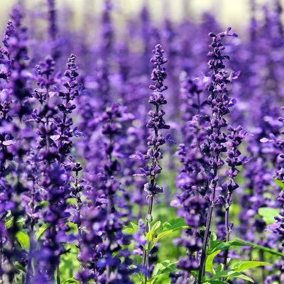 Wellbeing and aromatherapy! Look after you! Read my blogs on my website!