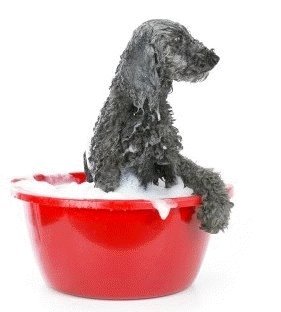 Groom Your Dogs!