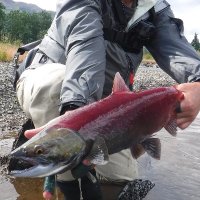 遠征だけが息抜きのFly fisher (@blc2018bear1) 's Twitter Profile