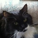 Jeanine Phillips - @Knit1cat2 - Twitter