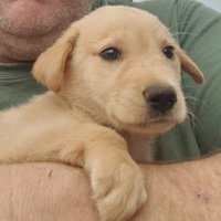 Cotton Labramutt (@clabramutt) 's Twitter Profile