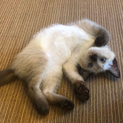 猫好き🐈❤️宝塚好き👑朝美絢さん推し❤️👑雪❄️星🌟全組観劇派