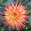 Dahlias AndMore