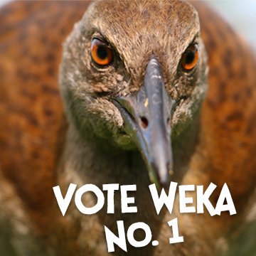 The Weka is a curious and feisty flightless New Zealand bird. #VoteWeka for No. 1 #BirdOfTheYear https://t.co/XIpEHlqgzq