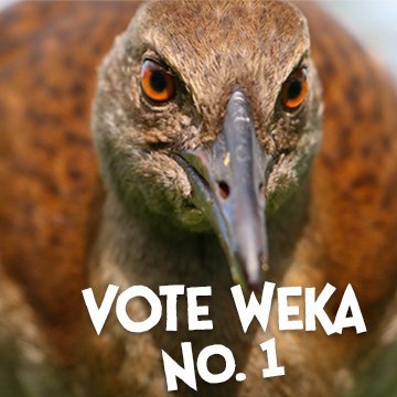 Vote Weka for #Bird of the Year