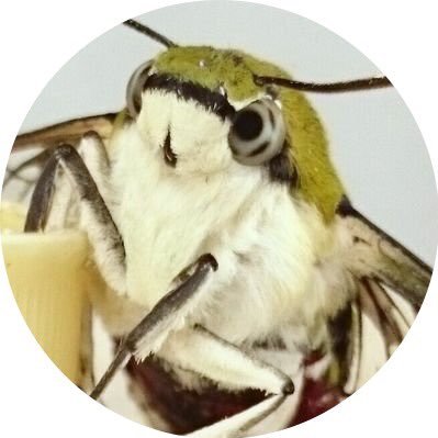 スズメガだいすきクラブ山宮 Ssjszm Twitter スズメガだいすきクラブ山宮 Ssjszm Twitter