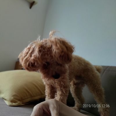 shorakuji's profile picture. 