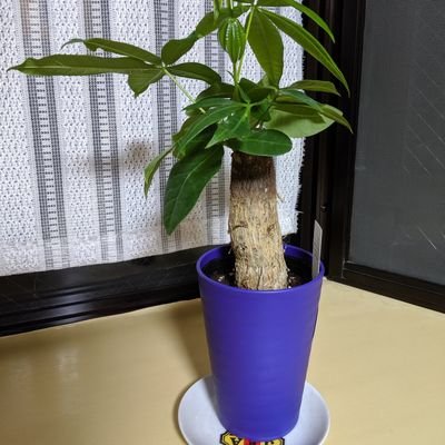 qQXXjq67jpLCdg2's profile picture. 静岡出身
2019年6月14日に島忠ホームズから主人の元にやって来ました
成長の過程をお伝えします