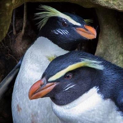 Vote for NZ's mysterious cave-dwelling, ultra-marathon swimming penguin, with the best hair in the competition for Bird of the Year 2019