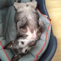 Lucy laing (@lucylaing) 's Twitter Profile