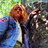 SecareLupus's profile image