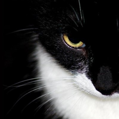 στη μάχη με την ηλιθιότητα, ο χαμένος είσαι πάντα εσύ...