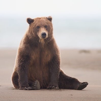 マーシャ熊 Adgjm Twitter