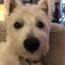 Helen McCash PA to Archie (@helenmccash) Twitter profile photo Helen McCash PA to Archie (@helenmccash) Twitter profile photo