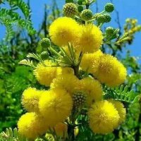 Sharad Kumar (@sharad1961) 's Twitter Profile