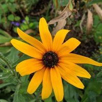 DTES_Landscape (@dteslandscape) 's Twitter Profile Photo