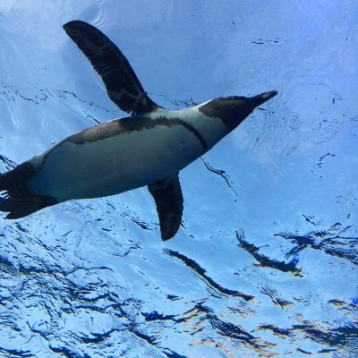 空をめざしたペンギン。 GNはグレン、000からグラブル始めたニワカです。ふいんきでグラブルやってます 。完成化しなかったペンギン。紙切れ復帰しました。