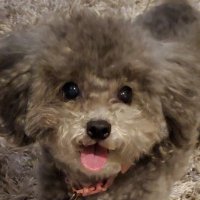 Hootan Roshandel (@hootan_r) 's Twitter Profile