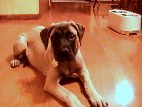 Limabima's profile picture. Loving mom to 4 wonderful kids, Food Scientist, English Mastiff owner. I love all new and exciting things and consider myself and my life a work in progress!