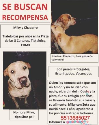 Perros comunitarios desaparecidos por autoridades de la Cuauhtémoc.