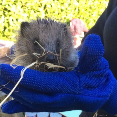 CpaPakefield's profile picture. Teacher of French and Spanish. Lifelong learner. Hedgehog crazy! 🦔