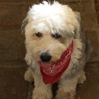 DBobtail's profile picture. 