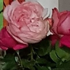 PactiM30's profile picture. 