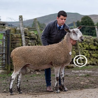 jimboboro7777's profile picture. Sheep farming business and pregnancy scanning at Breck House, North York Moors. Breeding Mule lambs, performance recorded Swaledales and Blue faced leicesters.