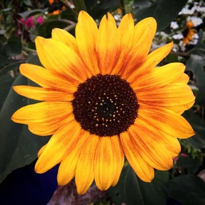 flowers4melissa's profile picture. I love taking pictures. All photos are mine unless stated otherwise.