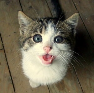 ねこ好きです