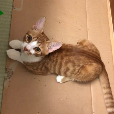 秋分の日だから、ツイッター始めてみようとオモウ。