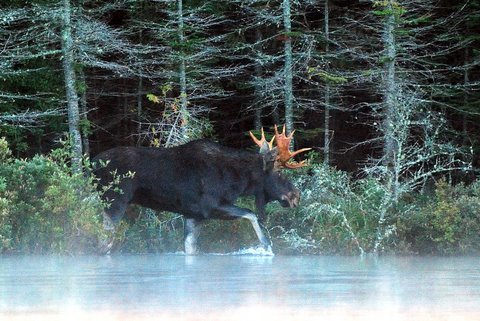 Our Maine Guides call Maine home and are experienced leaders in trip leading, native wildlife, canoeing, camping, and all things moose.