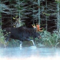Maine Moose Watching (@mainemoosetrack) 's Twitter Profile