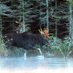 Maine Moose Watching (@mainemoosetrack) Twitter profile photo