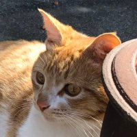 猫又兄弟団 基本DM🈲ごめんね (@goblincatbhood) 's Twitter Profile