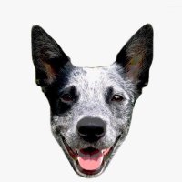 Boba the Blue Heeler(@bobablueheeler) 's Twitter Profile Photo