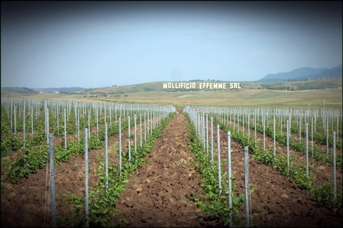 Accessories for Vineyards is able to follow your needs since the beginning, from the plants purchasing till to the equipments for wineries.
