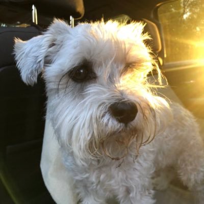 Rocky The Rescue Schnauzer RIP Riley, Digby 🌈☘️