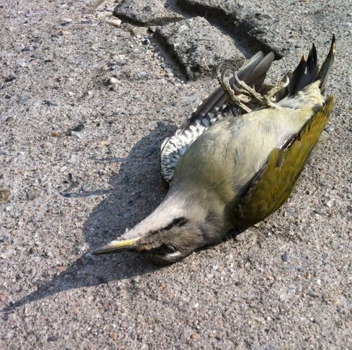 hyperost's profile picture. 유서 / O + 烏 / 대한독립군 심리전 사령관 / 시인 / 화가 / 사진작가 / 역사학자 / scientist / Illuminati /