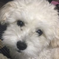 akakou (@_akakou) 's Twitter Profile