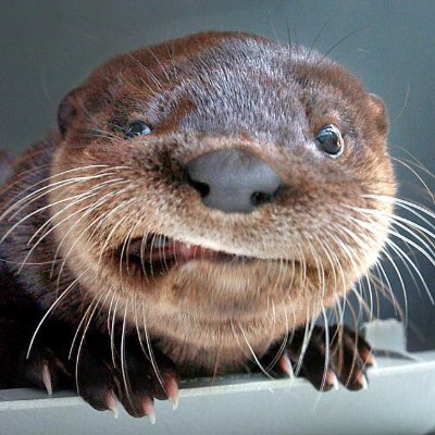 PaddlScholz's profile picture. Gamer, Nerd, Programmer