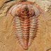 Fossil of the Week 2020 (@fossiloftheweek) Twitter profile photo Fossil of the Week 2020 (@fossiloftheweek) Twitter profile photo