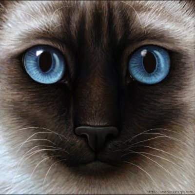 JaggerTheCat1 Profile Picture