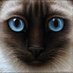 Jagger_The_Cat (@JaggerTheCat1) Twitter profile photo